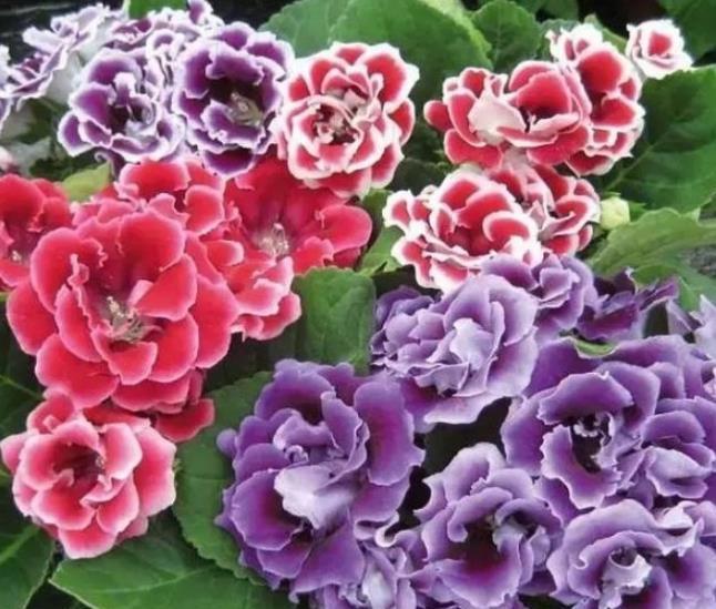 补水|养5种花“浸盆”补水,不要朝叶子喷水,一沾水就黄叶烂叶