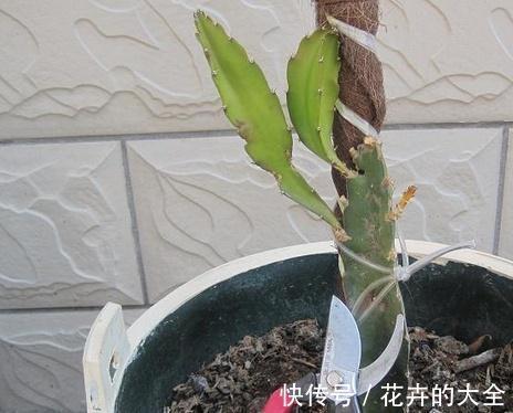 养护|火龙果育苗养护方法，学会了，每一盆都能开花结果