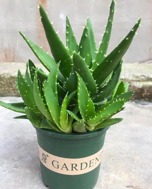 5种漂亮花,自己能储水,30天不浇水照样生机勃勃,懒人都喜欢