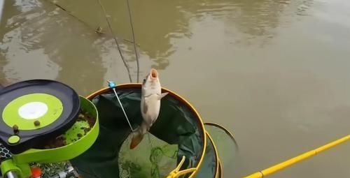 让钓鱼人难受的“新四大家鱼”，讨厌还没有办法，你认识吗？