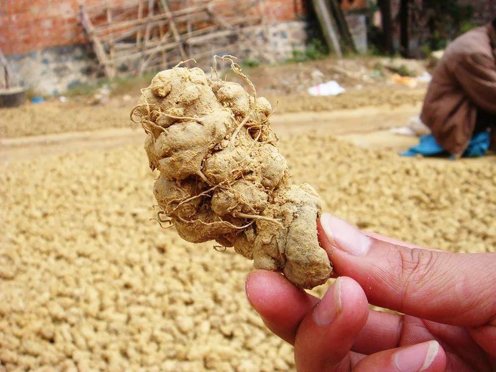  神奇|地位高于人参，被誉为“参中之王”，一斤上百元，真有那么神奇？