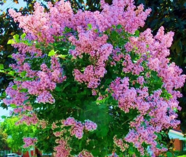 常见花|农村的几种“常见花”，原来个个价值高，还极美，感兴趣就养几盆