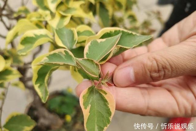 花芽|给三角梅催花，注意区分花芽与叶芽，合理施肥，让它快开爆