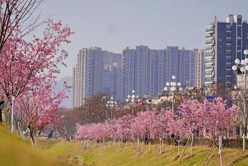 中年|丽水出现“樱花大道”,就在市区好溪路,赶紧出发去打卡