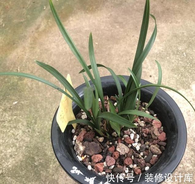 主因|植料对兰根很有影响，植料不是兰花养好根的主因