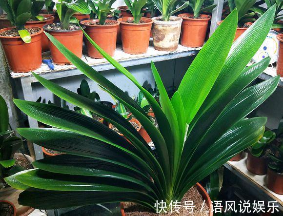 花盆|君子兰不开花此2种“废料”丢盆里,花苞不断冒,开花100天
