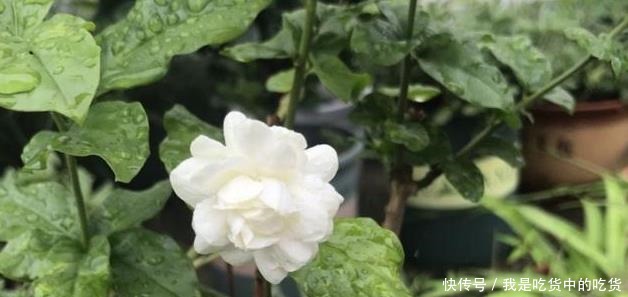 茉莉花僵苗怎么办2个“动作”改过来,新芽又窜满,开花开不停!