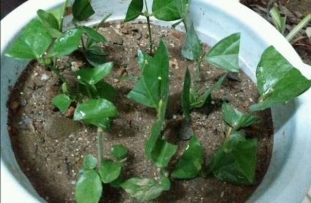 夏天这8种花,很好扦插,生根成活率高,不用再买