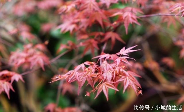 矾根矾根|5种花扔外头,越下雨开得越好,超漂亮!5种花扔外头,越下雨开得越好,超漂亮!