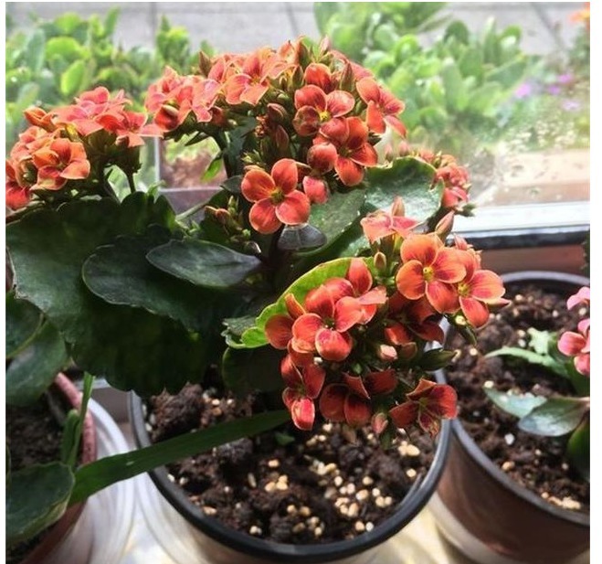 长寿花养了3年才开花牢记1个技巧,二茬花开爆满盆