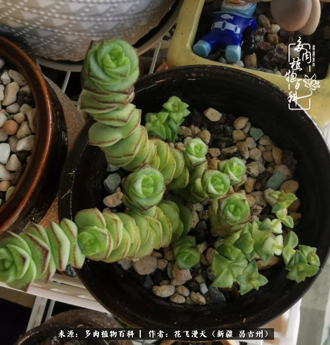 对多肉是发自内心的喜欢,心甘情愿被它们俘虏!