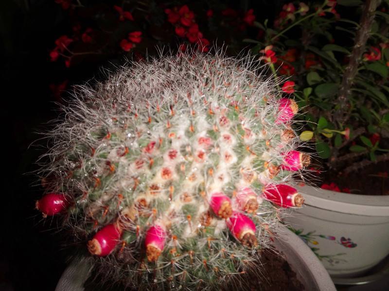 凤仙花|这13种漂亮的花，到了秋天结种子，记得采摘一些，留着明年种