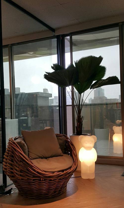 这5种“客厅小森林”的绿植,好看又有森林感,家里满满in风