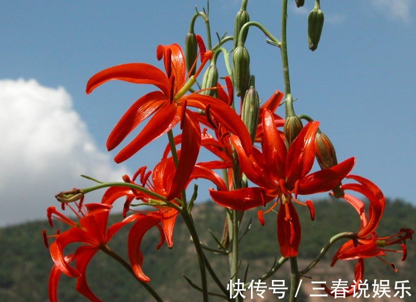 山丹丹花|农村的这种花,长得十分漂亮迷人,竟是治疗跌打损伤的良药!