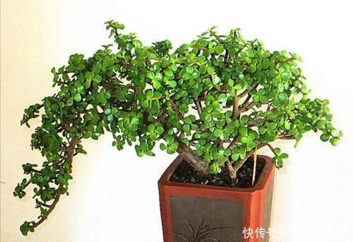 花友|夏天养金枝玉叶,掌握3个要点,不黄叶不烂根,造型别致又美观