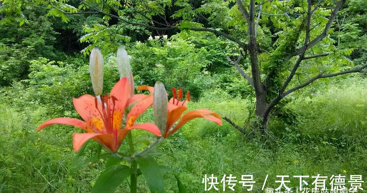 光照|百合花光长叶不开花,主要是4个方面的原因,做对了,开花很简单