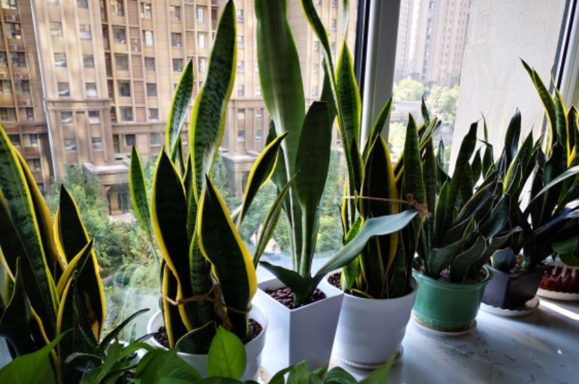 4种花不能多浇水,少水少肥,反而长势旺盛开花多