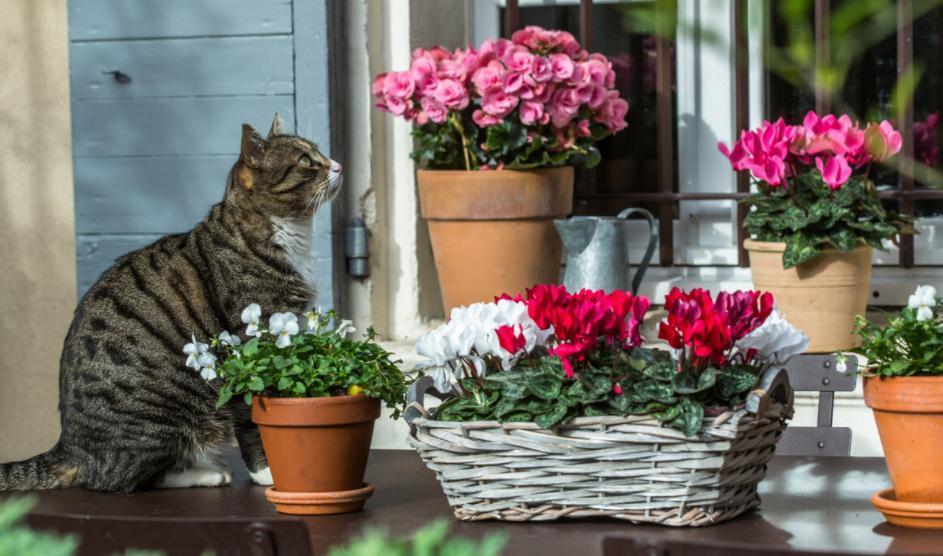 室内盆栽花草养不好？掌握这4个实用方法，养花其实并不难
