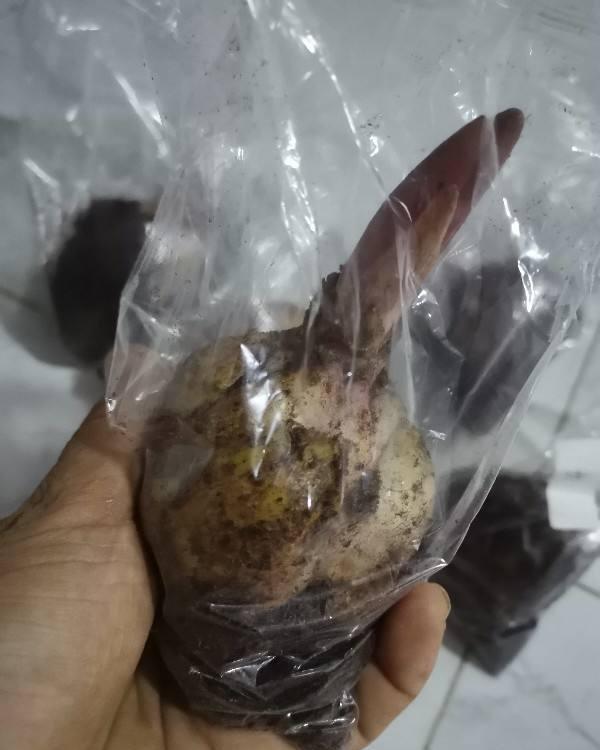 养分|百合不是“一次性花”,养一养球,1盆能生10盆崽