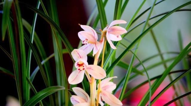 给兰花浇水，别碰3个“雷区”，一个不小心，叶子全黄、不开花