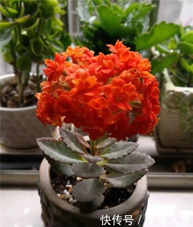 养花要“舍得剪”，把这6种花卉剪成“光杆子”，开花变成棒棒糖！