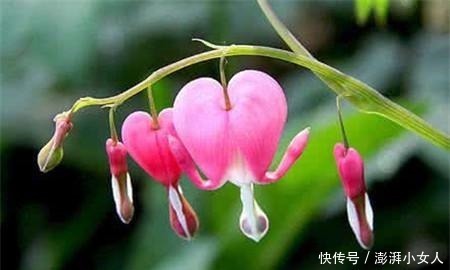 不是牡丹胜过牡丹,花型奇特,玲珑可爱,值得拥有