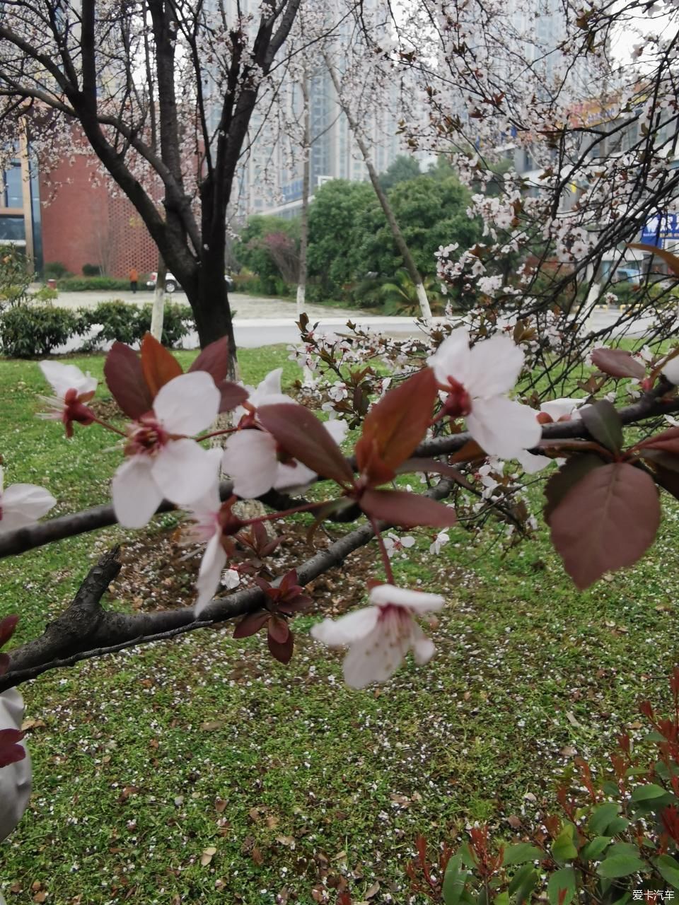 紫李花盛开期