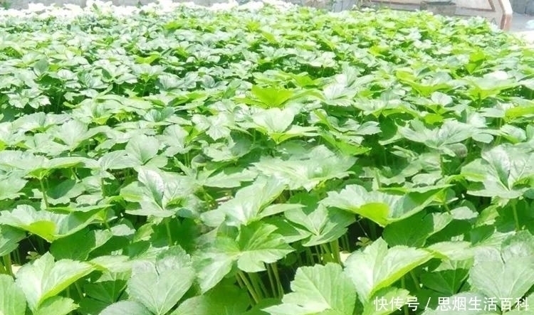 鱼腥|田间地头是草，搬上餐桌成了宝，人称神奇植物，能去鱼腥羊膻！