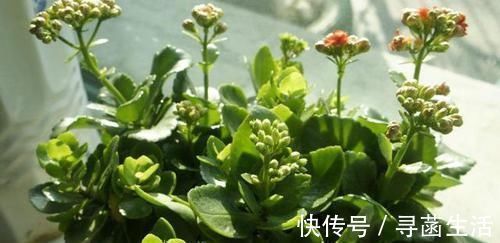 养花|光买便利的“营养土”养花,不行,盆底垫这些小东西才能不烂根