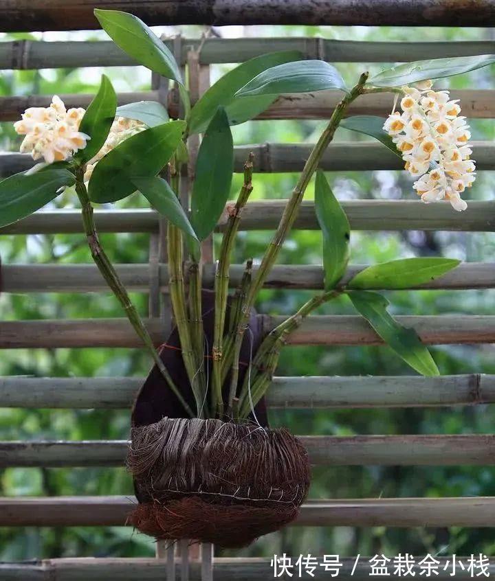 新芽|摸透2个重点，假鳞茎肥大的兰花扦插可轻松驾驭！