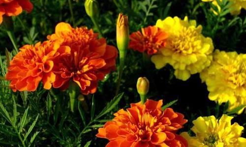 长春花|开花最勤快的盆栽,年头开到年尾,花色喜庆,养护容易,适合新手