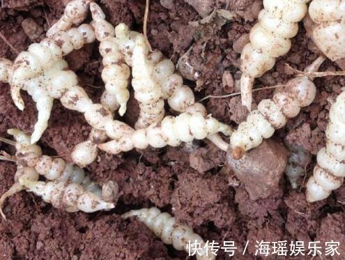 泡菜凉拌|这野草人称“草石蚕”，以前被人瞧不起，现在泡菜凉拌都不错