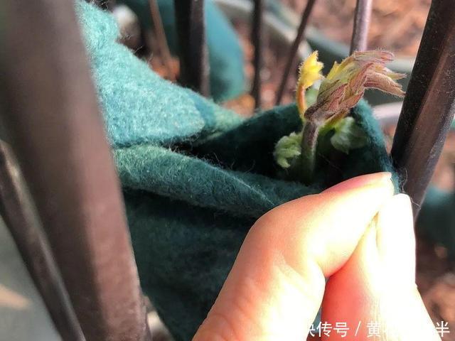 1种花现在剪,芽窜得更多,开出整面大花墙