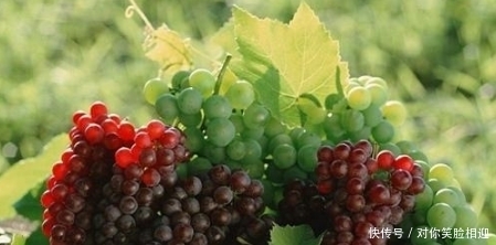 中国是什么时候开始种葡萄的?