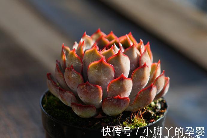 多肉暗冰和菲欧娜,平常有七分相似,出状态后颜值则有云泥之别