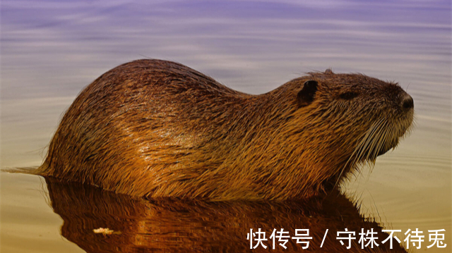 尿意|22个冷知识：为什么刚想入睡，就会产生尿意