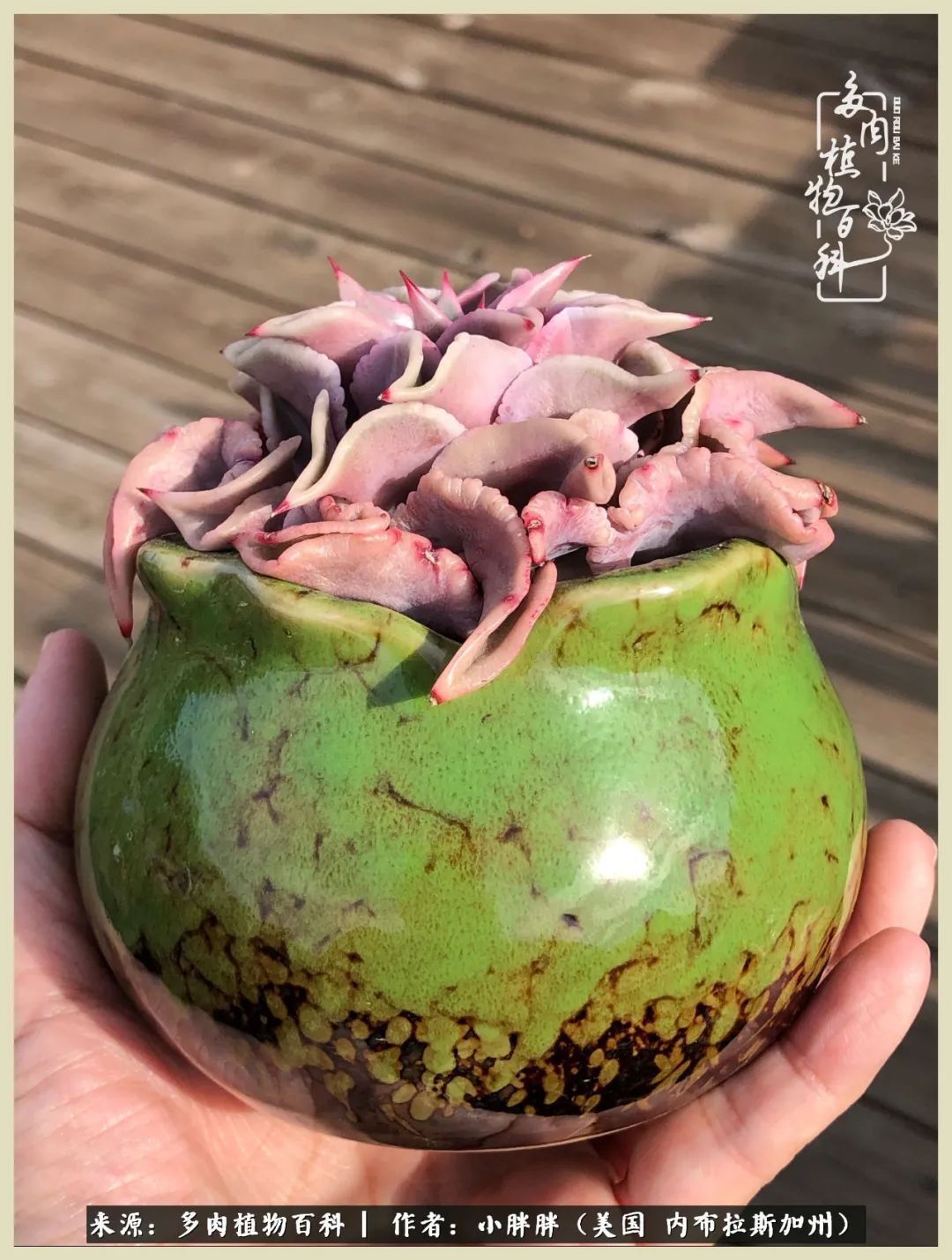 百科|这多肉对比图太上头了！小白鄙视链奋斗记之咸菜干也有春天！