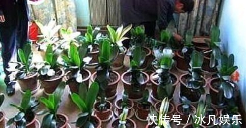 养君子兰，盆里加上“一种液体”，1年养出“100盆”