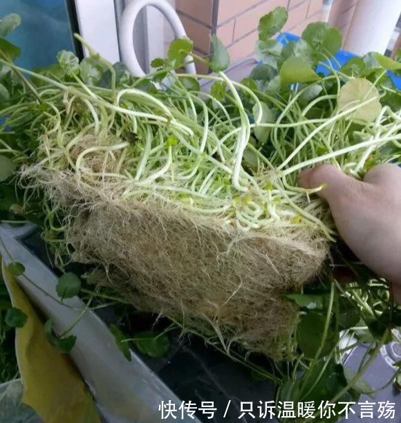 钱多多|养花技巧铜钱草养在这,7天就爆盆,叶子长成巴掌大!