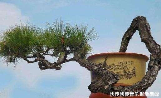 价值|以前的树桩都当柴烧，现在爱花之人当场盆景，一盆比一盆价值高！