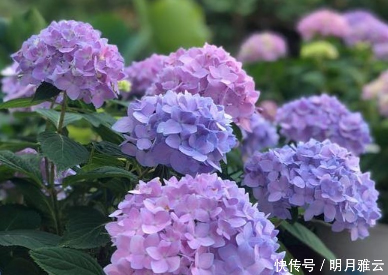 3种花是花卉中的佼佼者,开花一茬又一茬,美如仙境!