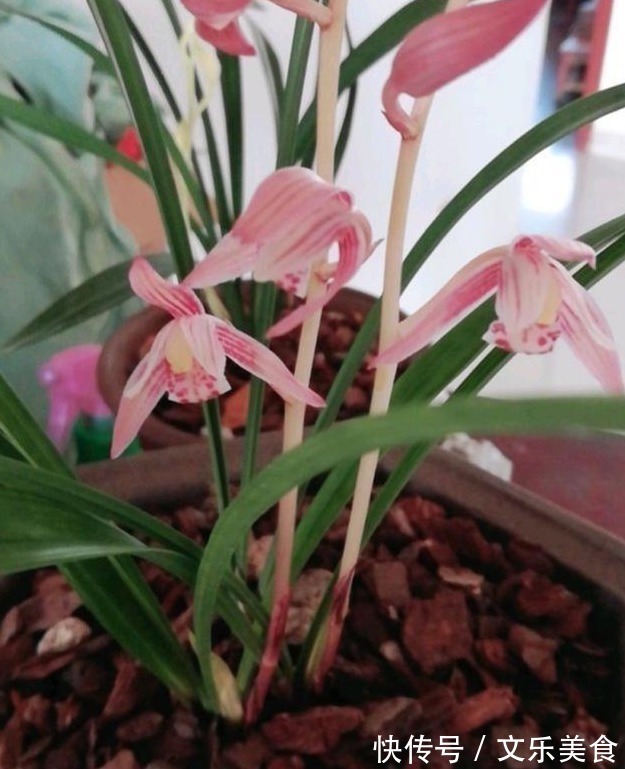 颗粒|老花农养兰花，用3种植料，兰花不烂根，芽蹭蹭冒，花呼呼开