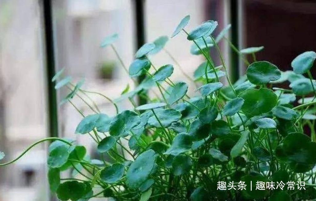 铜钱草|这五种喜欢水的植物，随便浇水都不怕，适合新手养