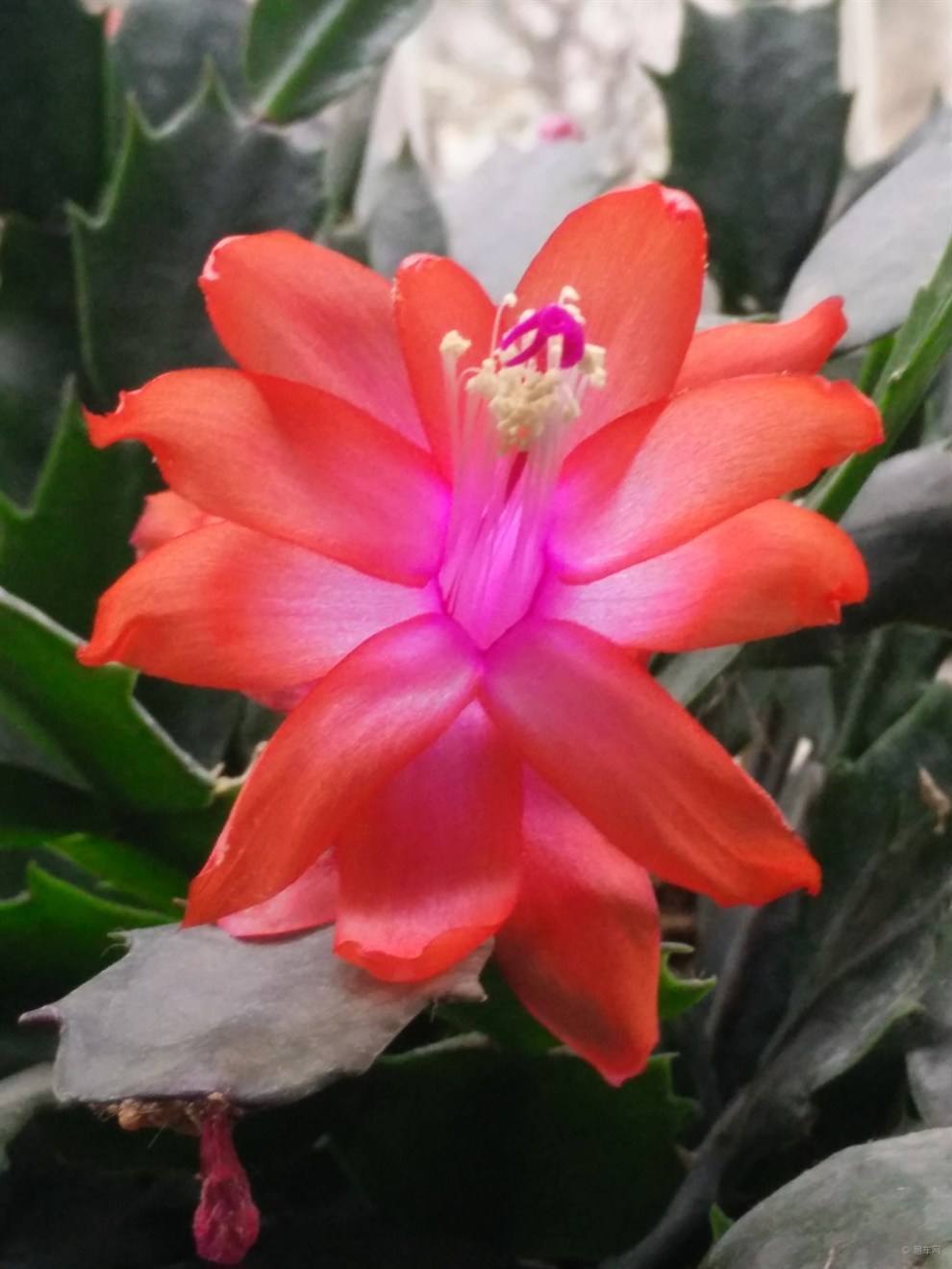 秋天养蟹爪兰,几个关键方法,养得叶子油亮亮,开花爆盆