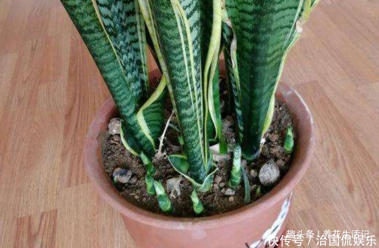 土壤|养虎皮兰不见长，用好“3个”小妙招，不久就“长高高”爆小芽！