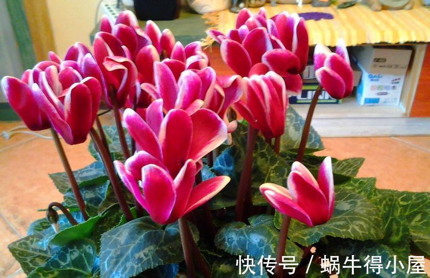 强光|养仙客来，施肥、光照、浇水，掌握住门道，开花才又多又美