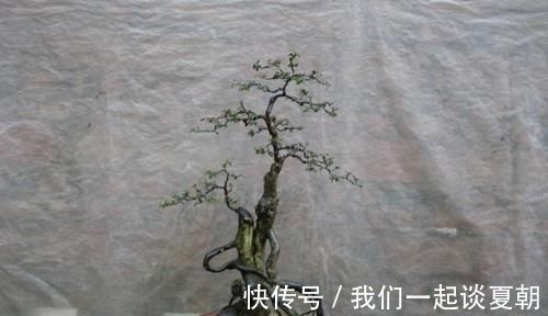 弹子|李大爷喜欢上山找树桩,样子奇形怪状也能变身,最后变成大气盆景