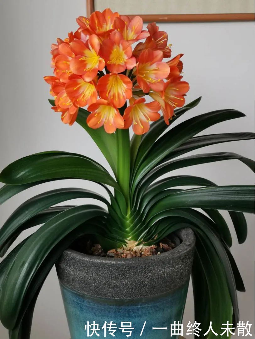 养花技巧1粒花生丢水里,比绿萝好看100倍,沤肥又能做菜