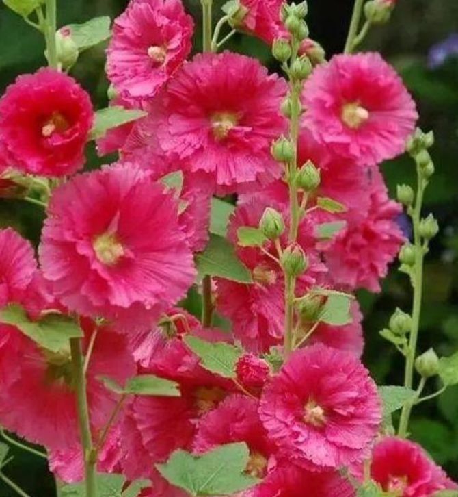 春天养花,不妨养这四款花,婀娜多姿、香飘怡人,寓意美好