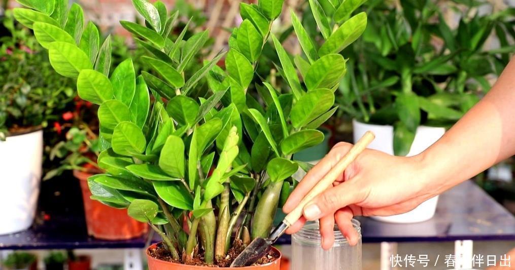 春天花儿要施肥,教你自制“花肥”,养啥花都旺